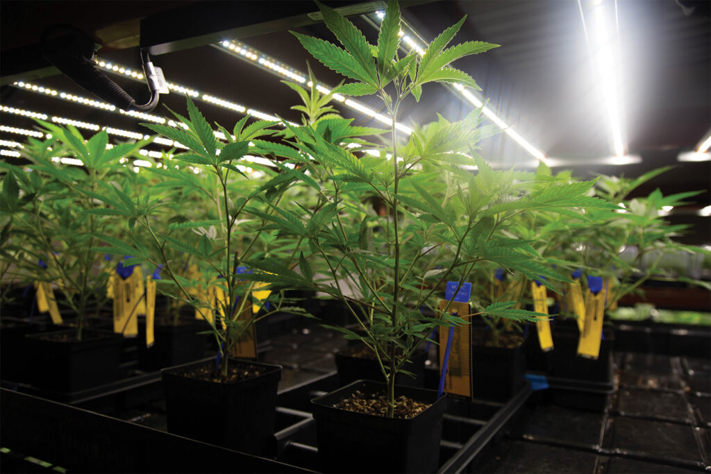 Indoor marijuana cultivation Missouri