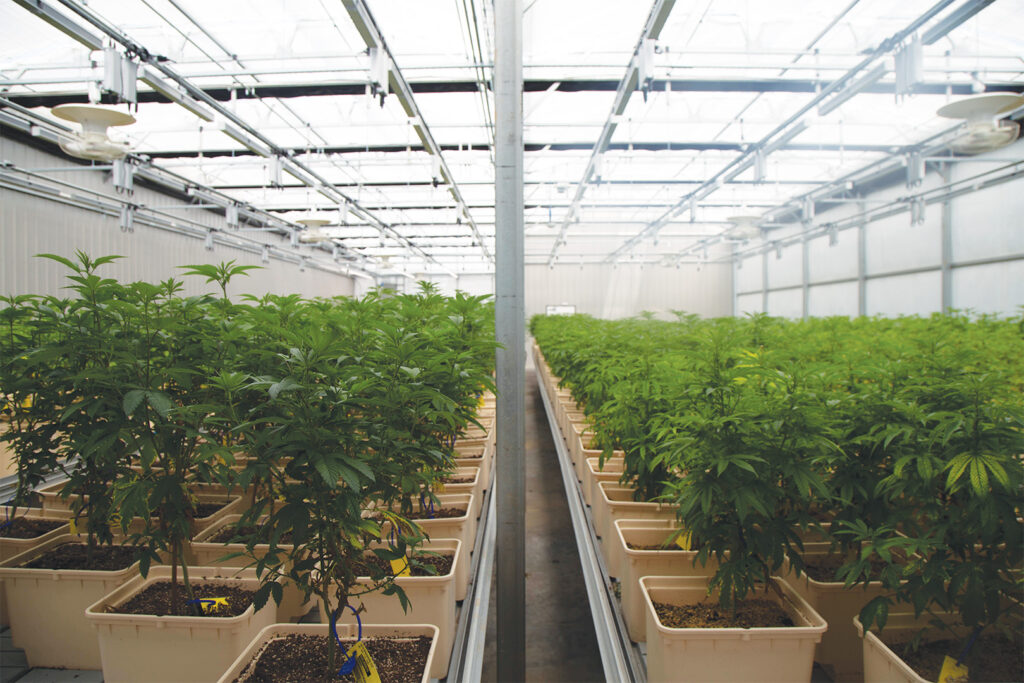 Cannabis cultivation techniques Missouri