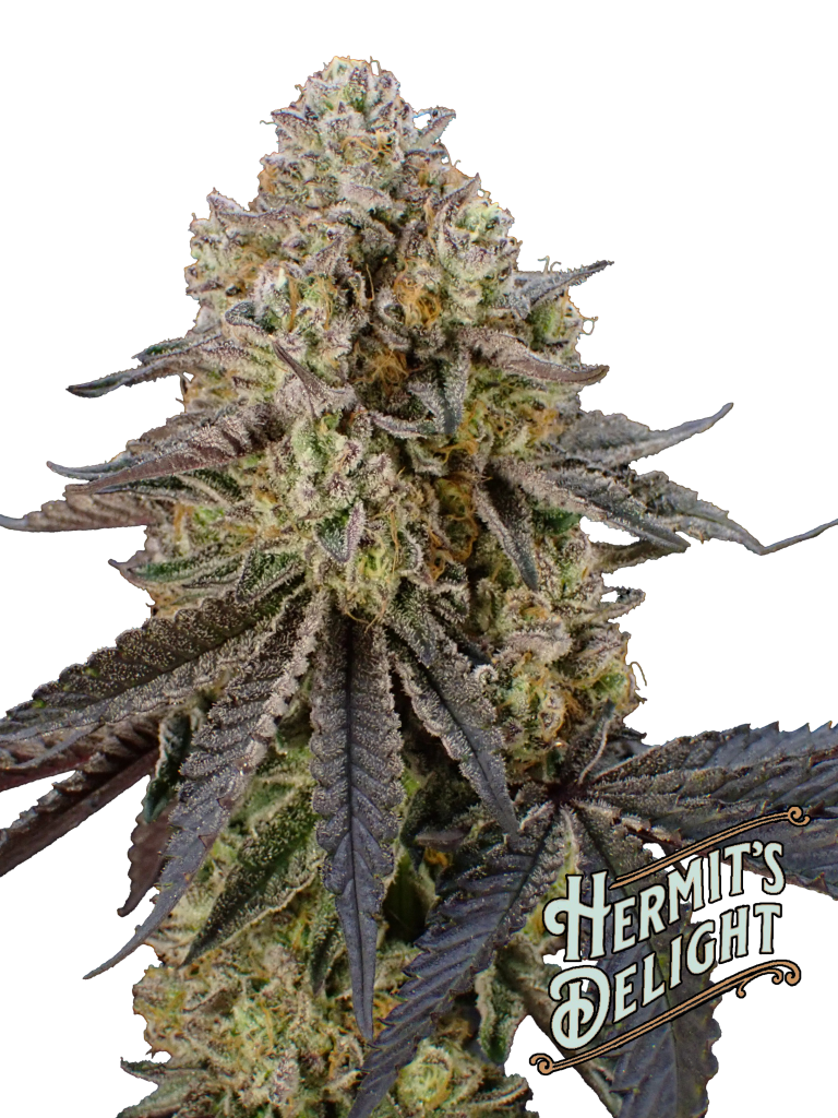 cherry ztripez with logo