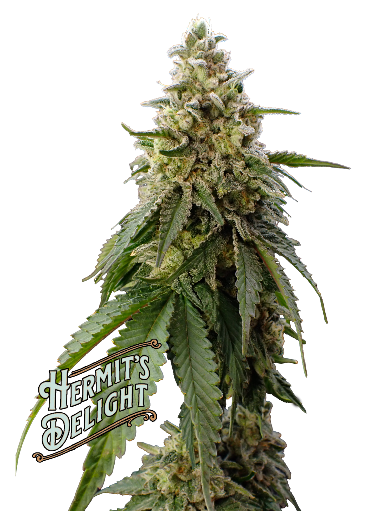 dulce de papaya with logo