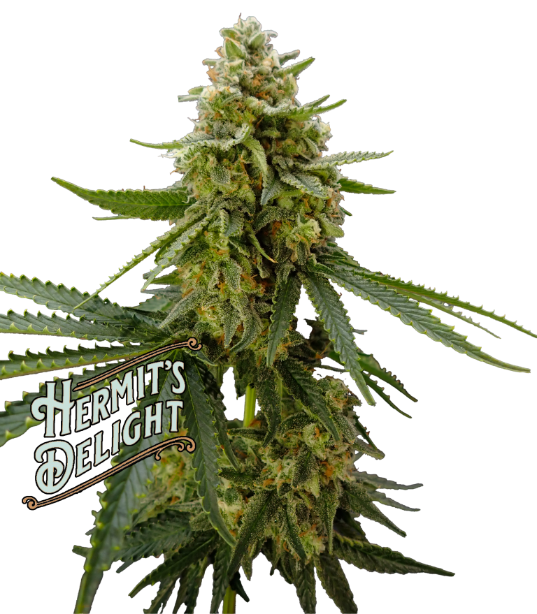 key lime guava with logo
