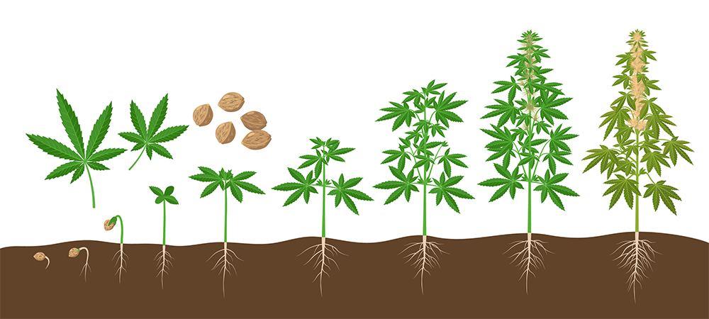 art of the hunt pheno